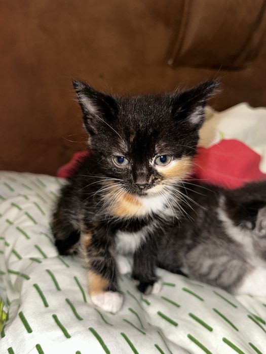 Кошеня дівчинка, 1,5 місяця
