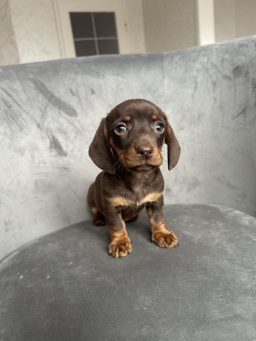 Jamnik miniaturowy krótkowłosy