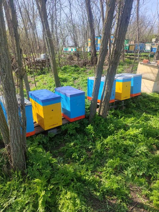 Бджолині матки на замовлення