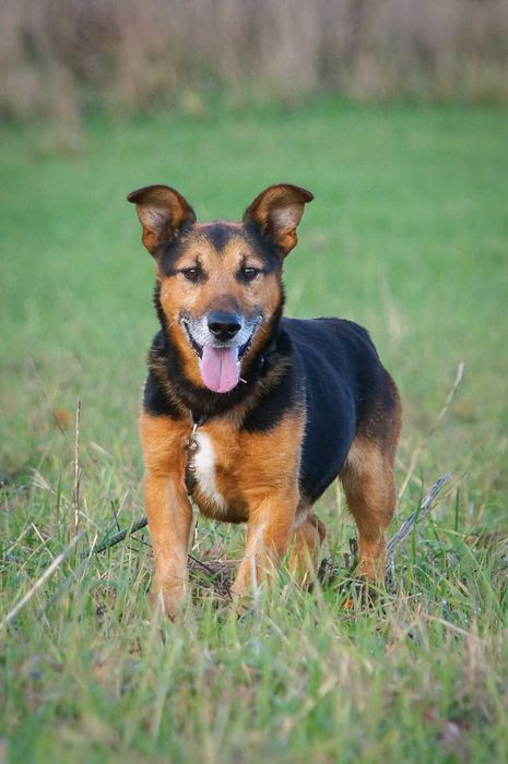 Benio - cudowny słodziak szuka domku.