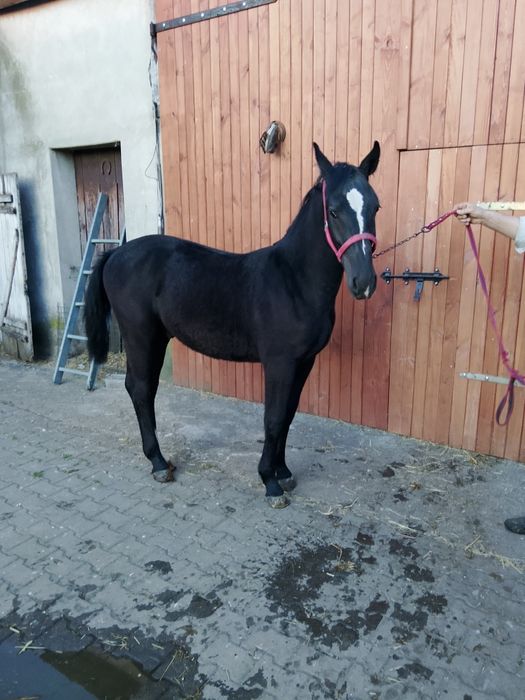 Sprzedam Ogierki Śląskie z 2025 roku.