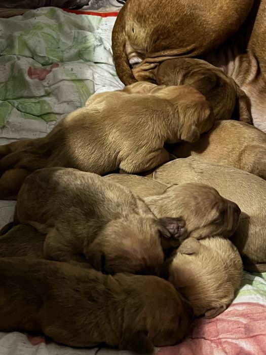 Питбуль красноносый чыстокровный