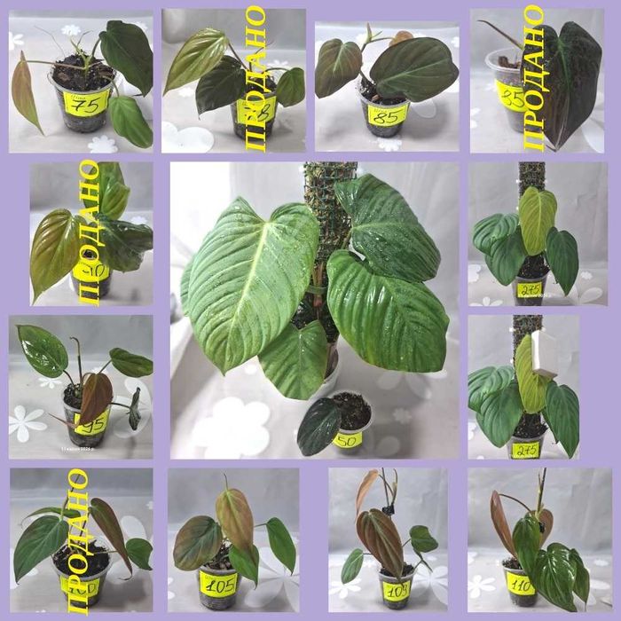 ‼️Колекція епіпремнумів/сциндапсусів