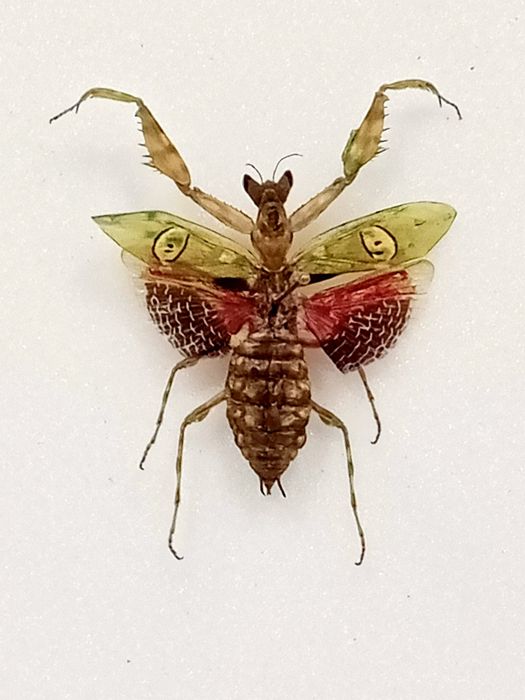 Modlirzka w ramce 10x8 cm . Creobroter gammatus - Indonezja .