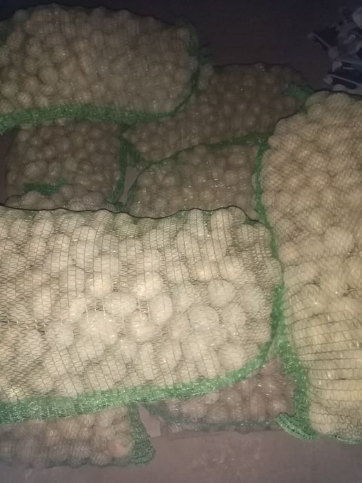 Ziemniaki odpadowy. paszowe