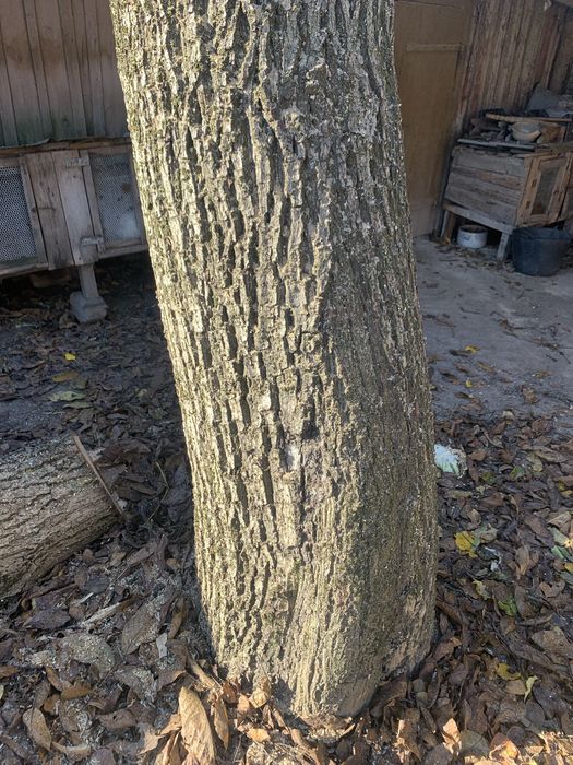 продам горіха