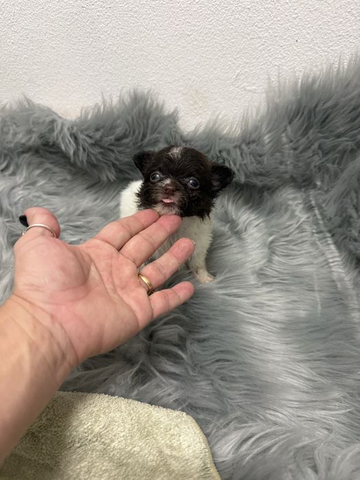 Menino Mini Chihuahua  lindissimo “ de bolsa.