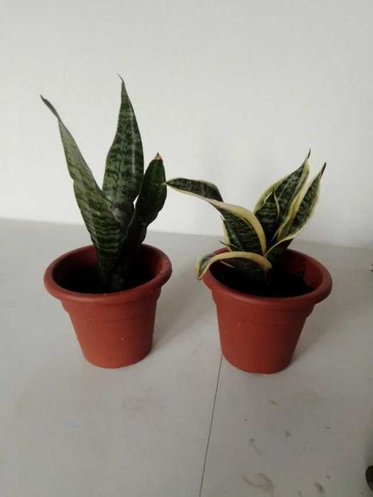 Flores / suculentas / plantas