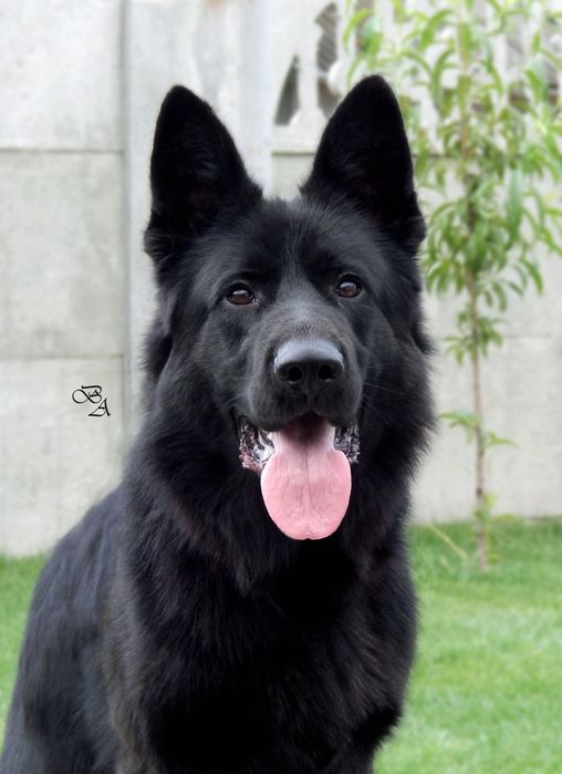 Німецька вівчарка