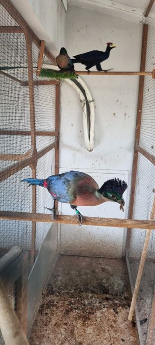 Turaco Purpurea- casal