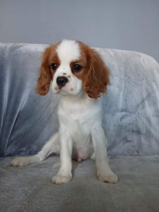 Cavalier King Charles Spaniel, samiec