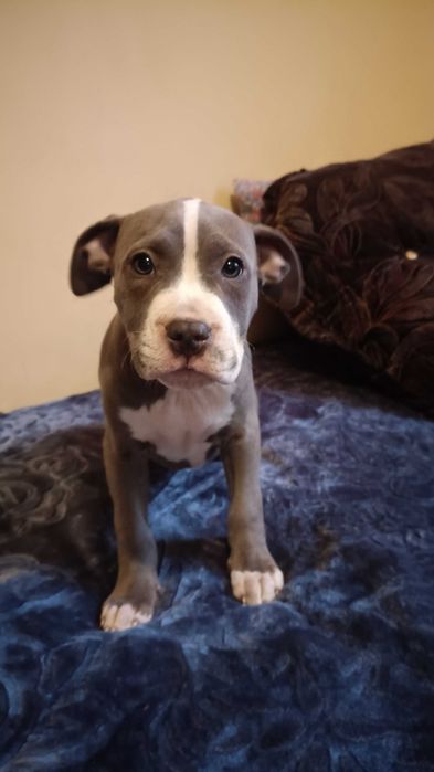 Amstaff błękitny samiec blue