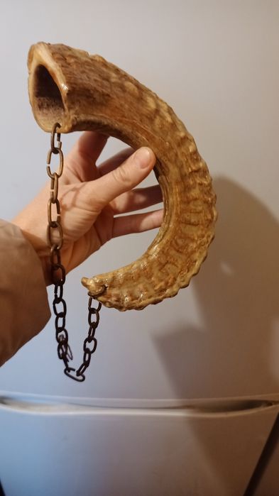 Ріг барана продам недорого