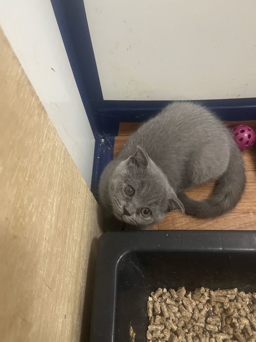 Scottish fold gatinho