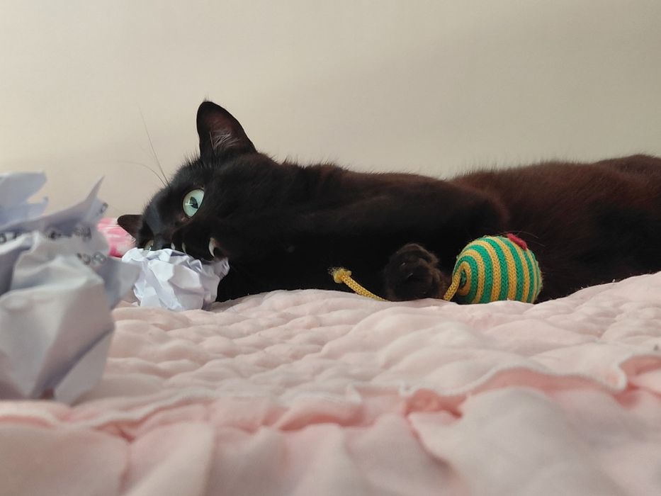 Pantera- gatinho super meigo para adoção responsável