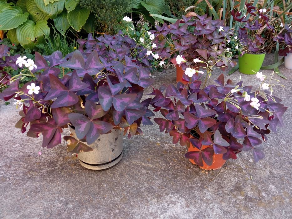 Оксаліс, квітка щастя, кислиця, мадам Баттерфляй САМОВИВІЗ