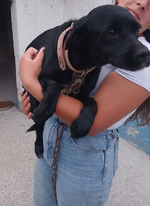 Cadela muito meiga e enérgica para adopção responsável