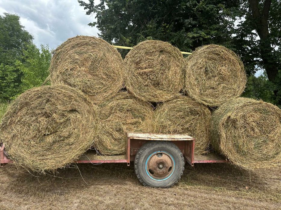 Сіно люцерни в об'ємних тюках