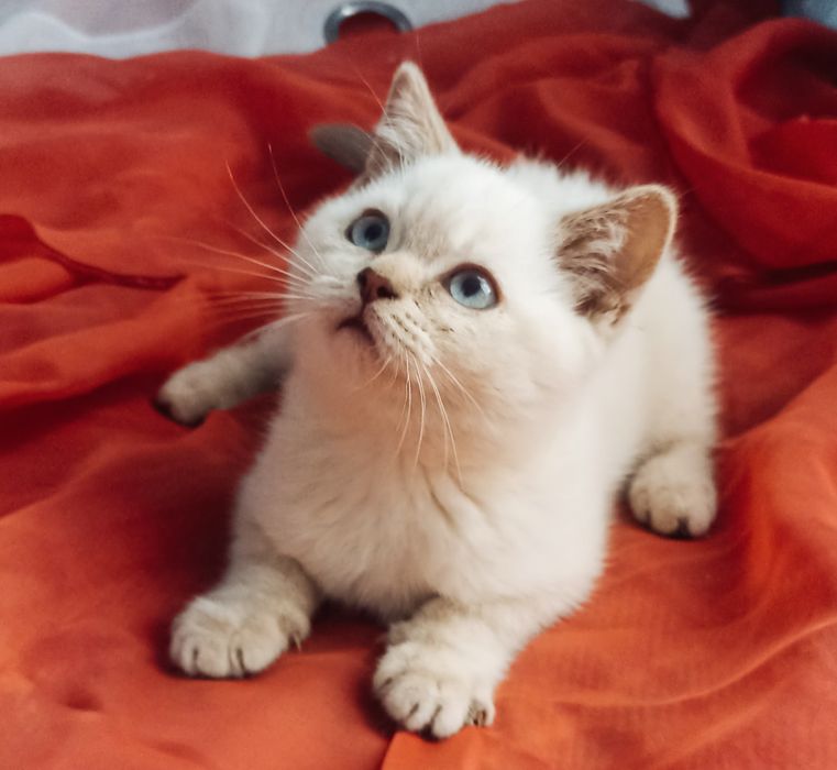 Шотландець Щастя і Радість