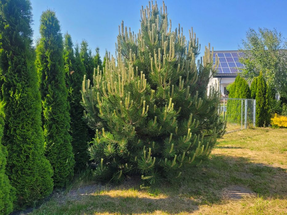BUDOWLANA M. Plan Zagospodarowania Przestrz. 2520m2 MPZP i WZ ! Słupca