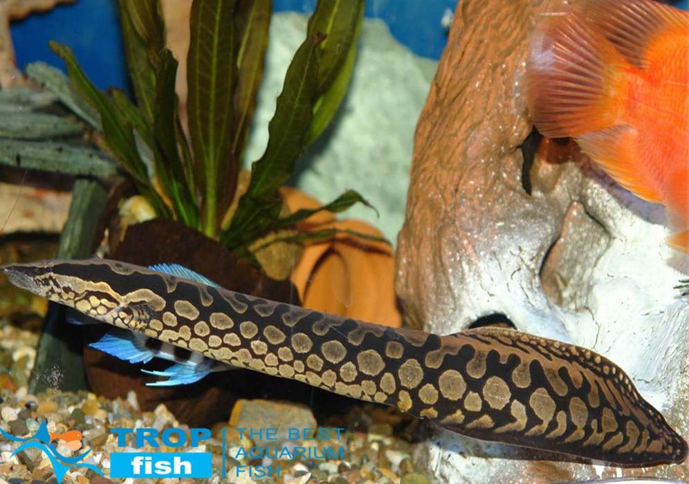 Мастоцембел арматус (Mastacembelus armatus)