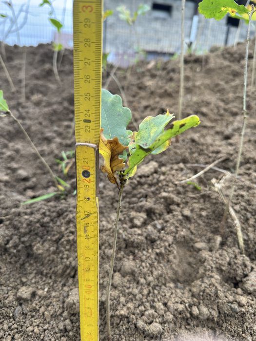 Sadzonki, rossada dębu