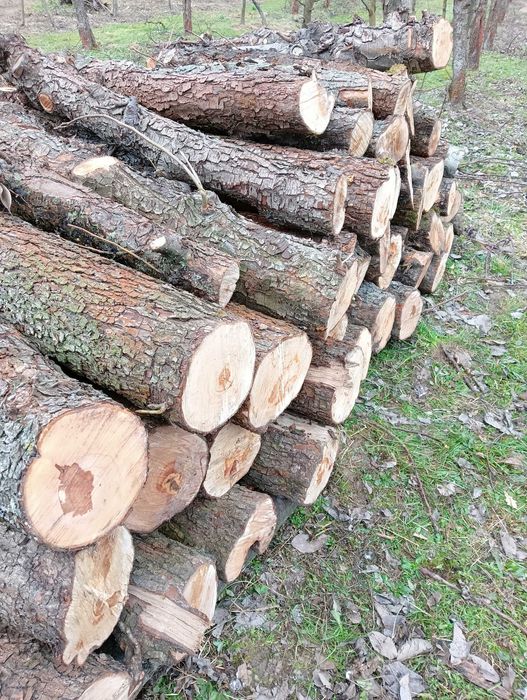 Sprzedam kloce kłody Gruszy