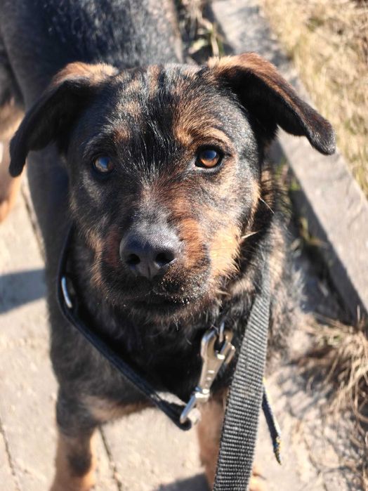 Młoda Lily szuka domu