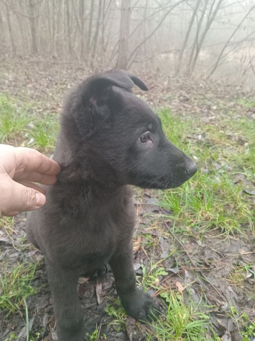 Східноєвропейська вівчарка