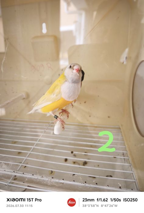 Diamantes de Gould