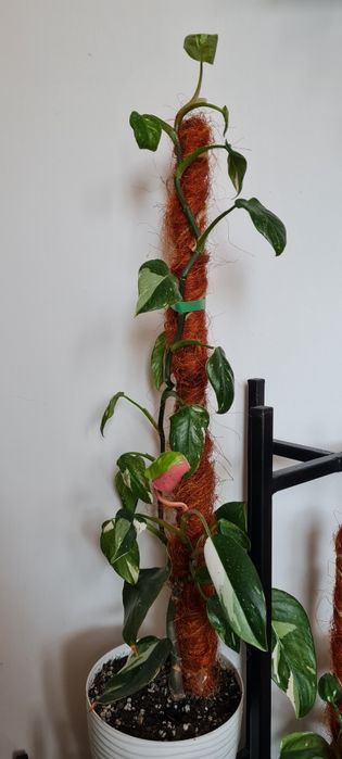 Kolekcjonerski filodendron White Princess 67 cm od doniczki