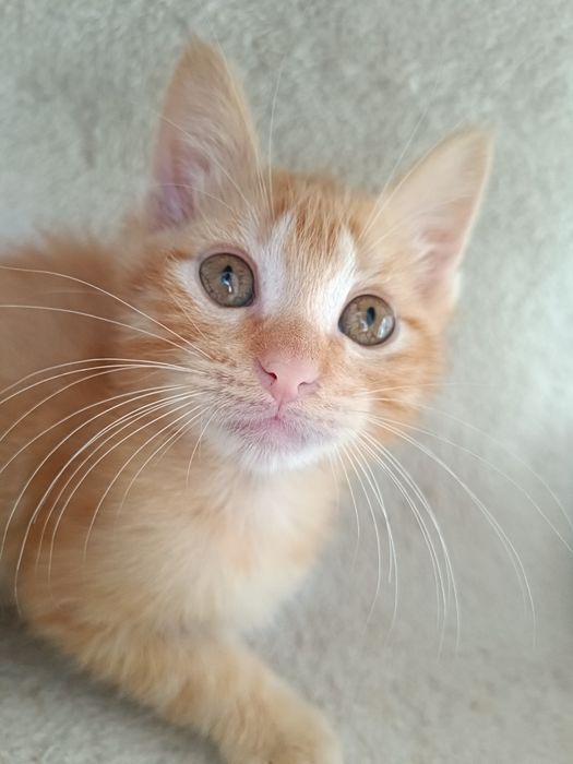 Gatinho (macho), para adoção em Viseu