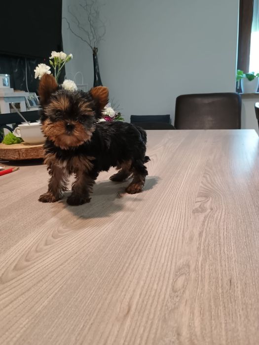 York     mini  piesek