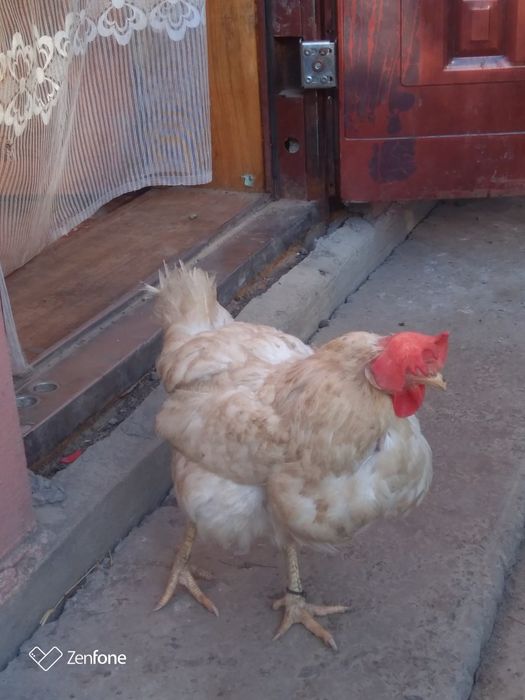 Курка , кури на яйце 80 грн