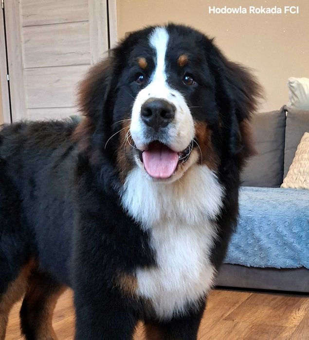 Berneński pies pasterski uroczy piesek z rodowodem ZKwP/FCI