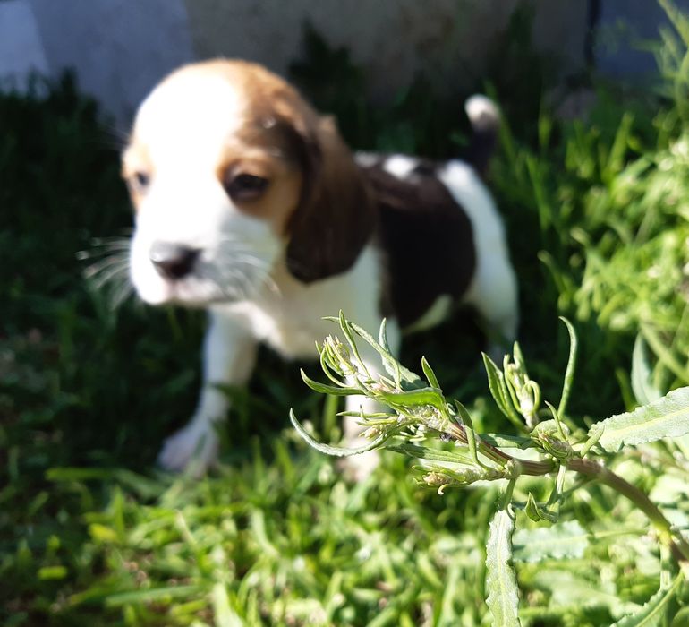 Fantástica femea Beagle