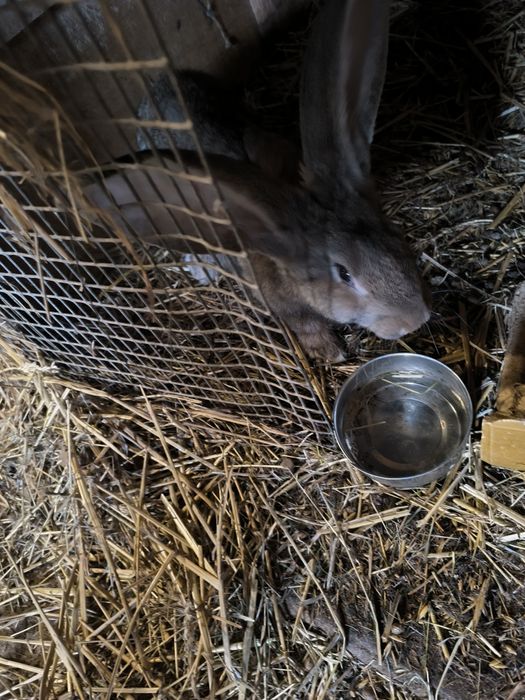 Króliki Belgi brązowe i białe