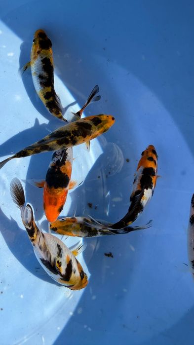 Carpas koi 10 a 12 cm