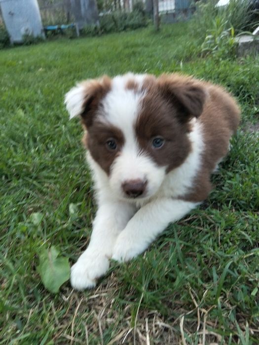 Border collie suczka czekoladowo biała