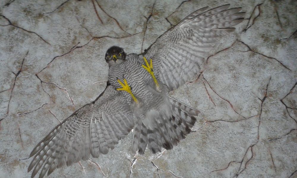 Продам натуральные чучела Ястреба перепелятника