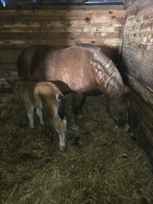 Klacz zimnokrwista ze źrebica.