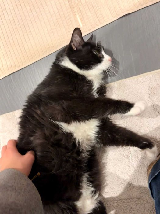 Pet sitting- Alverca do Ribatejo