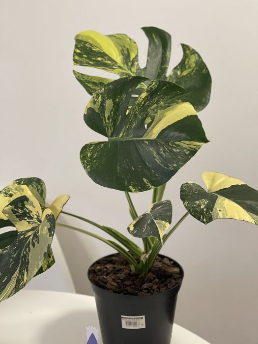 Planta Monstera aurea
