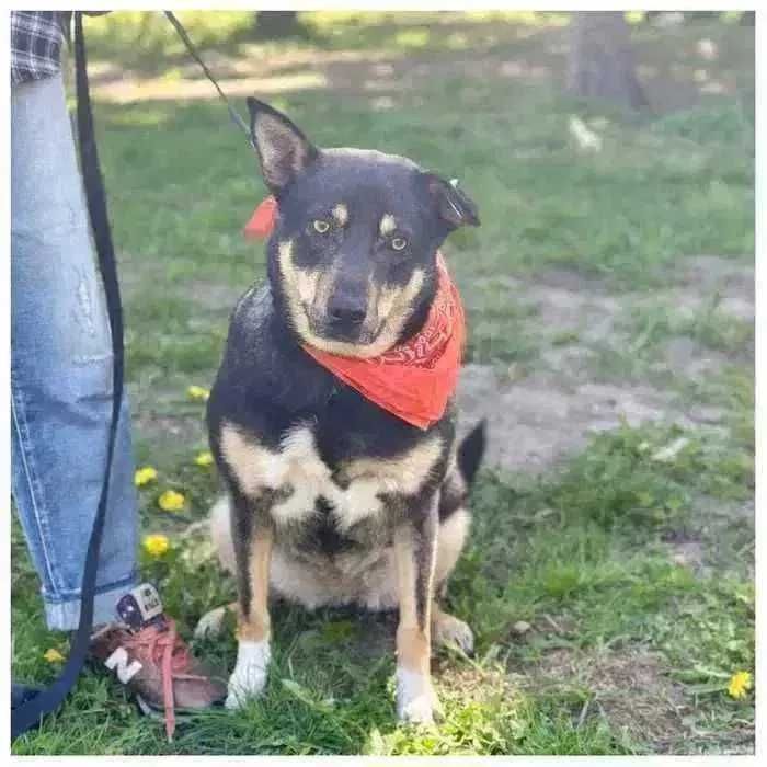 Активная собака ищет дом