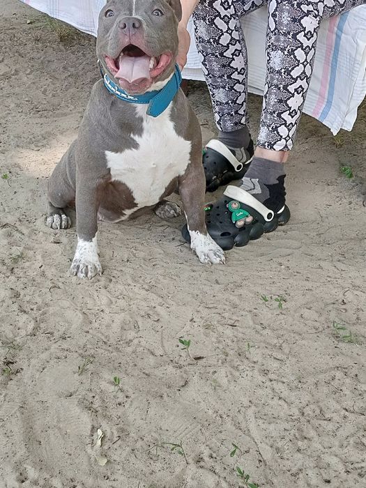 Подрощенные девочки Американский Булли