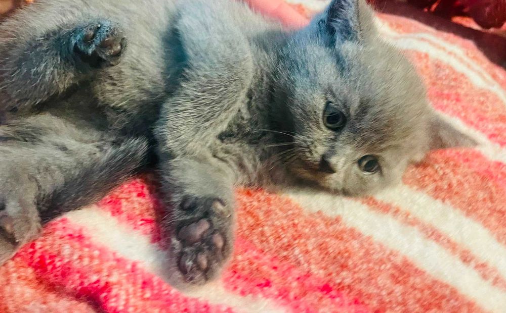 British Shorthair azul