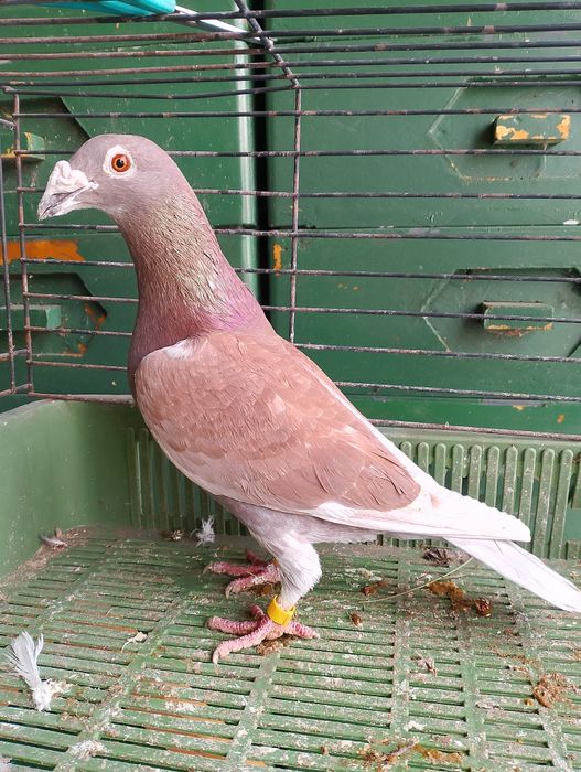 Sprzedam gołębia pocztowego samiczka