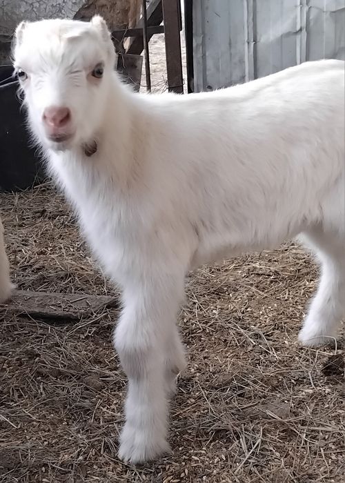 Козлята, козлики.