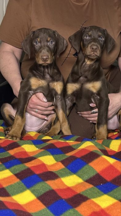 Продаются малыши добермана