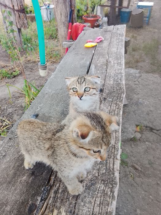 Два маленьких котиків